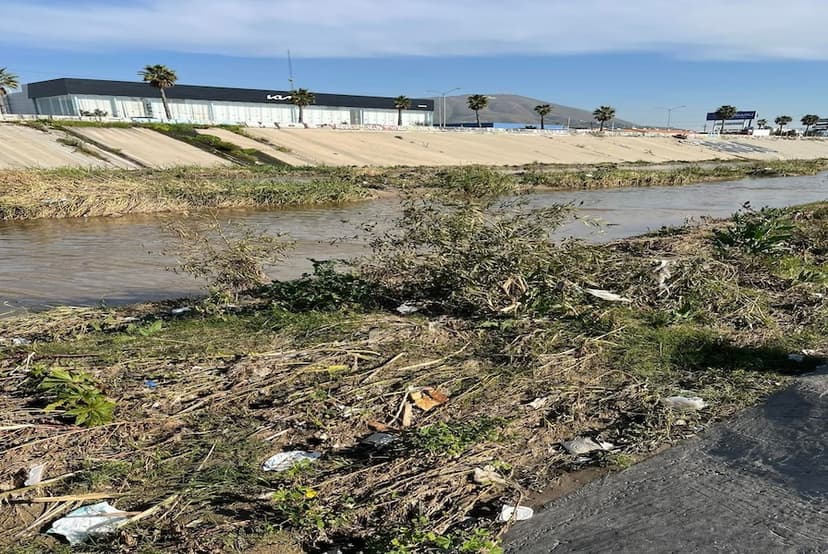 Retiro de vegetación en canalización del Río Tijuana cuesta 1.5 mdp por kilómetro: Seproa
